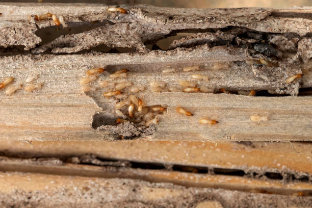 Reliable Grand Point, LA Pest Control Solutions